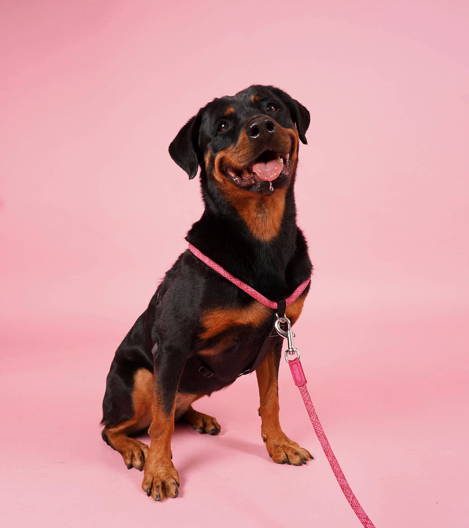 Designer dog leashes