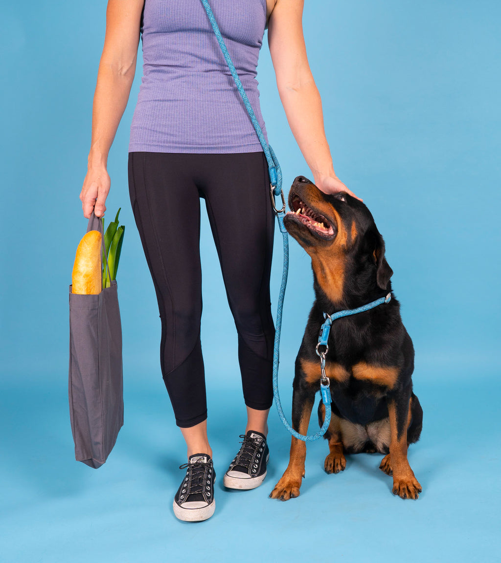 Handless dog outlet leash