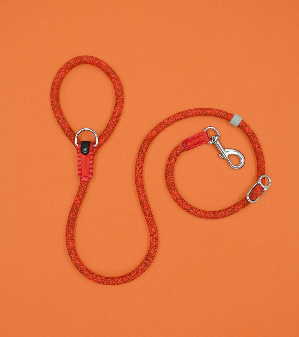 Leisure Collar & Slip Leash