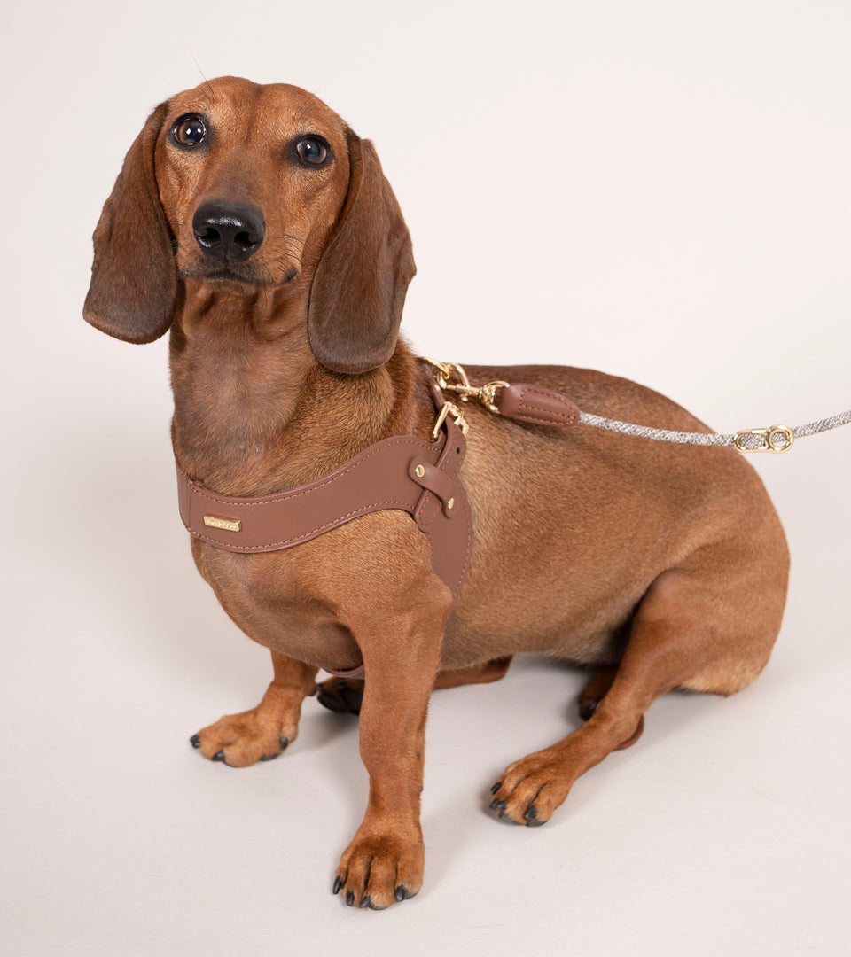 Metro Petite Dog Leather Harness