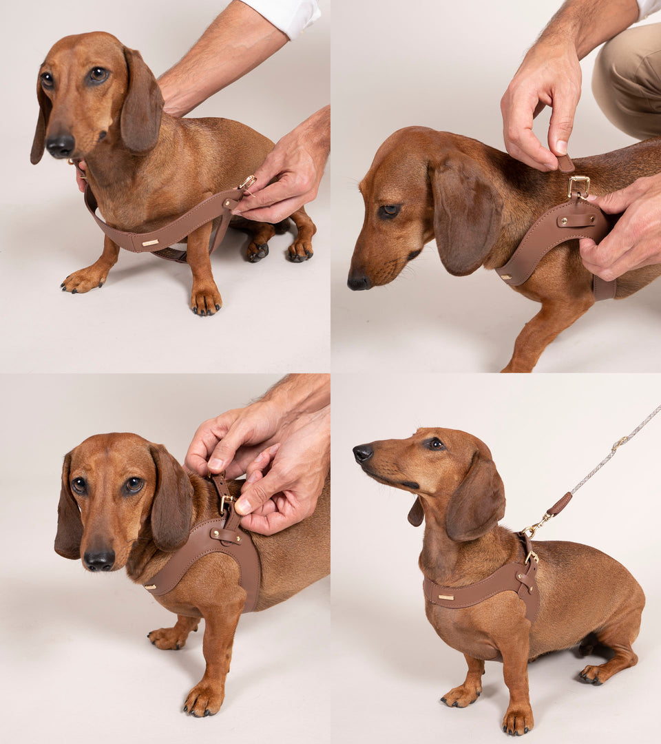 Metro Petite Dog Leather Harness