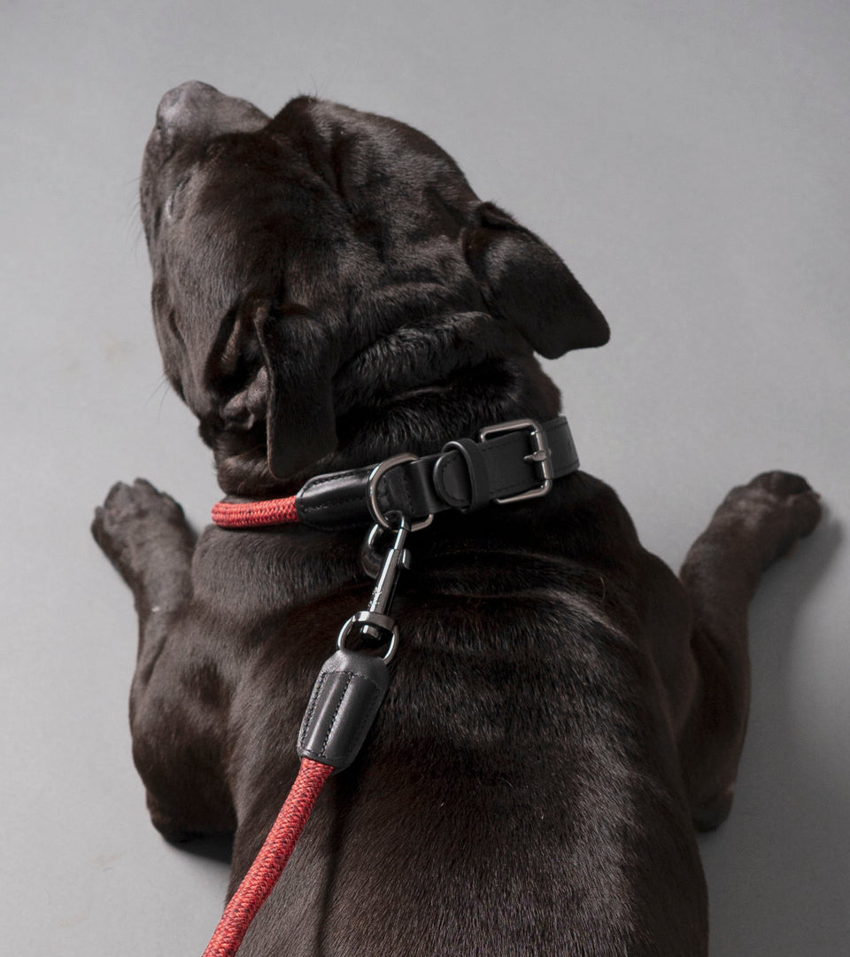 Metro Rope Dog Collar