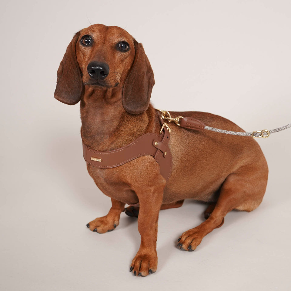 Designer Dog Collars & Harnesses