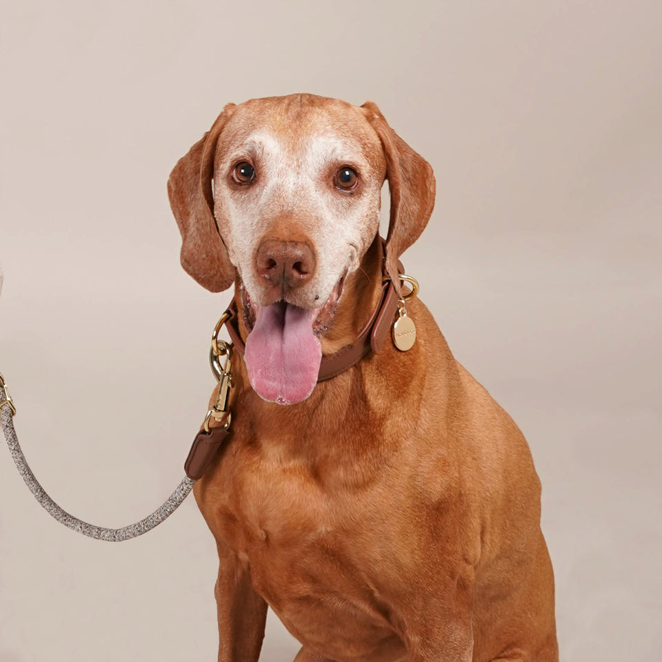 Luxury Designer Dog Collar And Leash | Supreme Dog Garage