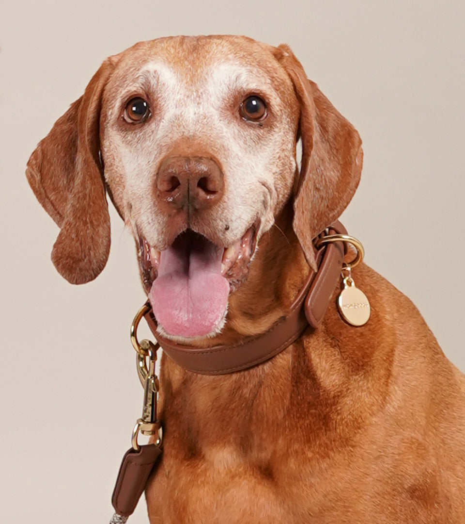 Metro Leather Dog Collar