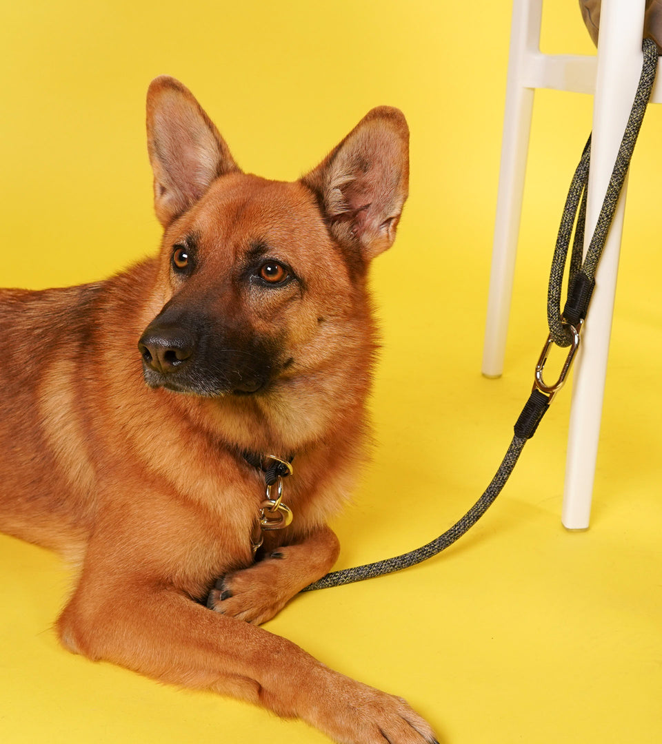 Leisure Parking & Tether Leash